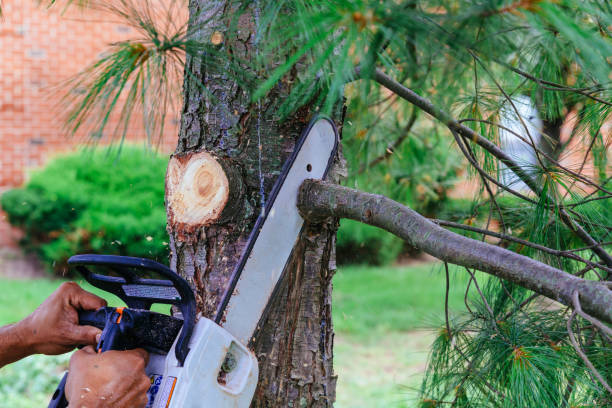 Large Tree Removal in South Palm Beach, FL